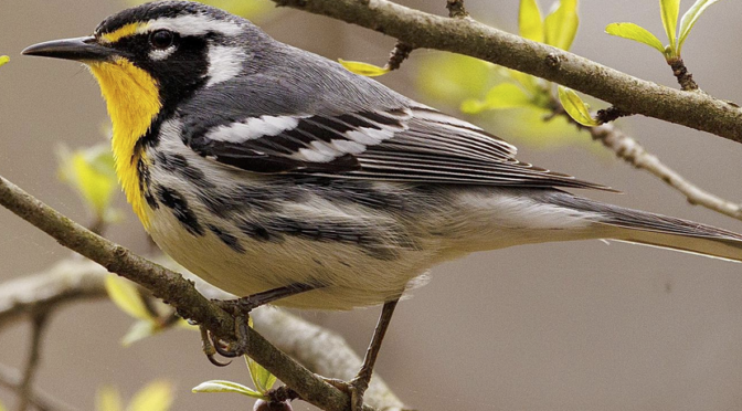 The Yellow-throated Warblers have returned to NC